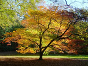 Erable (Acer palmatum)