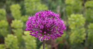 allium