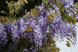 Wisteria