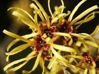 Hamamelis