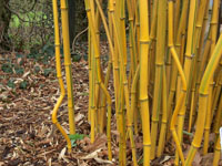 bamboo